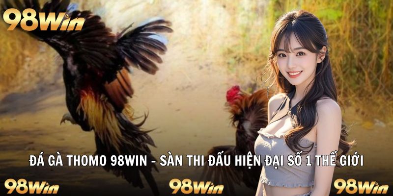 Sàn thi đấu đá gà Thomo hiện đại